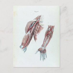 Vintage Illustration Anatomy Human Arms and Hands Postcard