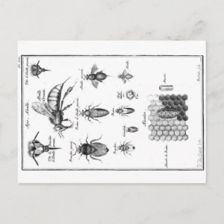 Vintage Illustration - Bees & Honeycomb Postcard