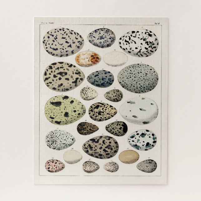 VINTAGE ILLUSTRATION BIRDS EGGS JIGSAW JIGSAW PUZZLE (Vertical)