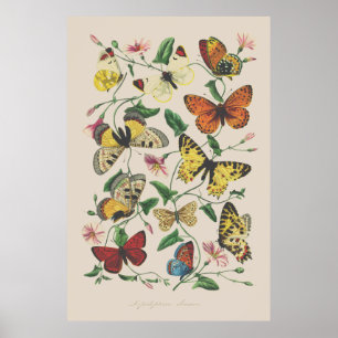 Vintage illustration butterflies wall art