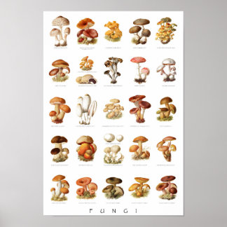Vintage illustration edible non-edible mushrooms poster