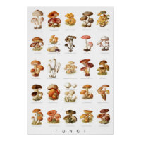 Vintage illustration edible non-edible mushrooms