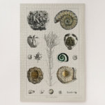 VINTAGE ILLUSTRATION FOSSILS CHART JIGSAW PUZZLE<br><div class="desc">VINTAGE NATURAL HISTORY FOSSILS CHART  BY OLIVER GOLDSMITH ON JIGSAW PUZZLE</div>