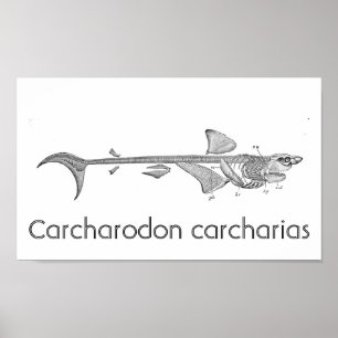 Vintage illustration - Great White Shark skeleton Poster