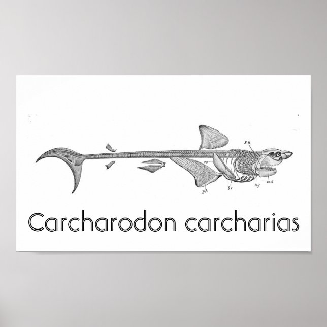 Vintage illustration - Great White Shark skeleton Poster (Front)