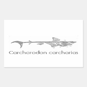 Vintage illustration - Great White Shark skeleton Rectangular Sticker