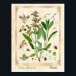 Vintage Illustration Herb Plant Sage Botanical Art Poster<br><div class="desc">Capture the charm of yesterday with Charmed Life's vintage herbal art posters featuring German lithographs of medicinal plants and herbs from Franz Eugen Köhler’s "Medizinal-Pflanzen" or "Medicinal Plants" published in 1887. Salvia officinalis (sage, also called garden sage, common sage, or culinary sage) is a perennial, evergreen subshrub, with woody stems,...</div>