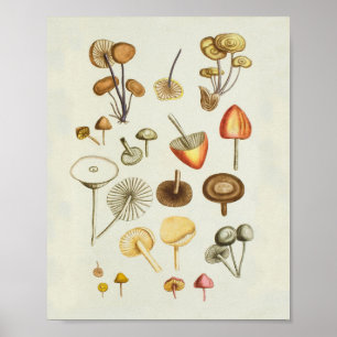 Vintage illustration of a collection of mushrooms  poster