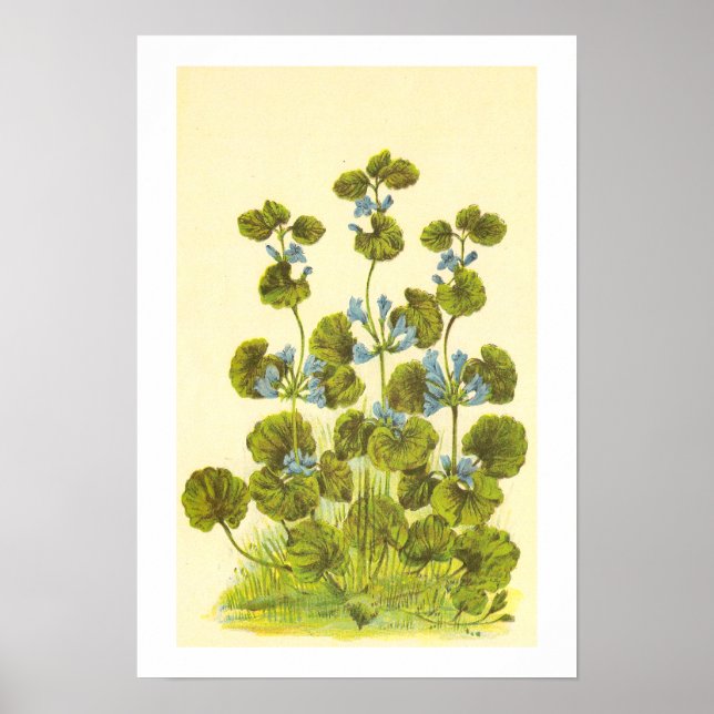Vintage Illustration of A Creeping Charlie Plant Poster (Front)