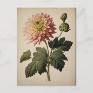 Vintage Illustration of a Dahlia Postcard