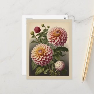 Vintage illustration of a Dahlia  Postcard
