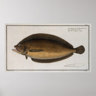 Vintage Illustration of a Flounder (1785) 2 Poster