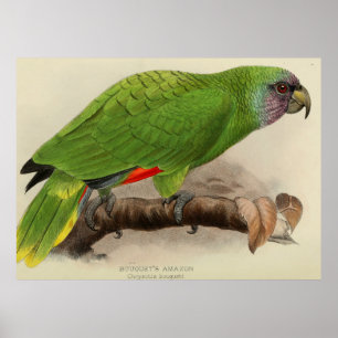Vintage Illustration of a Green Parrot (1901) Poster