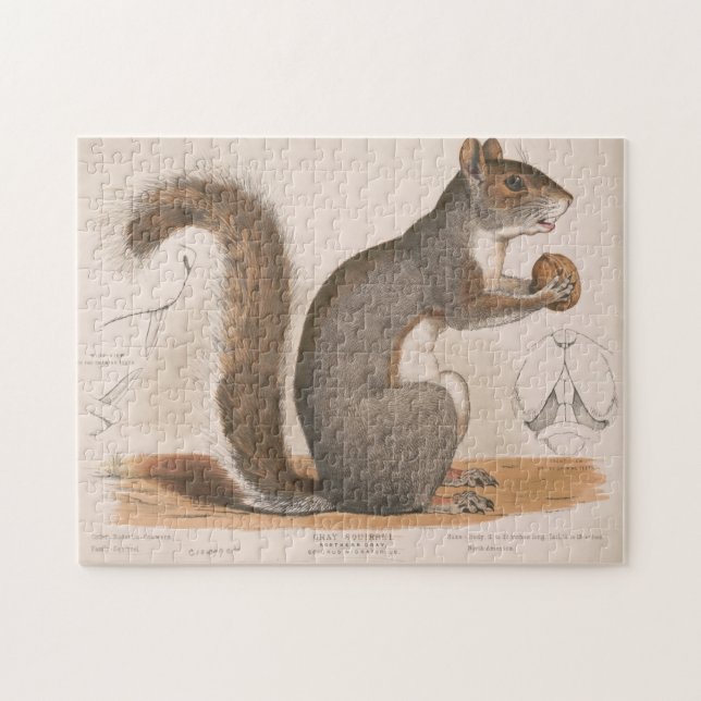 Vintage Illustration of a Grey Squirrel Jigsaw Puzzle (Horizontal)