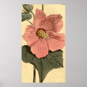 Vintage Illustration of a Hibiscus Flower (1806) Poster