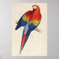 Vintage Illustration of a Macaw Parrot (1832)