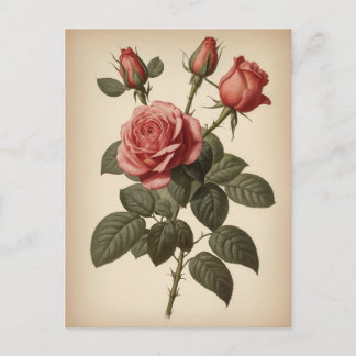 Vintage Illustration of a Rose Postcard