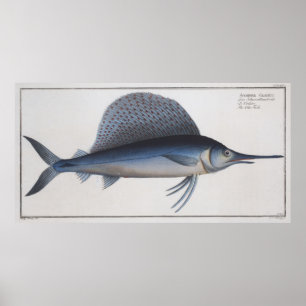 Vintage Illustration of a Sailfish (1785) Poster