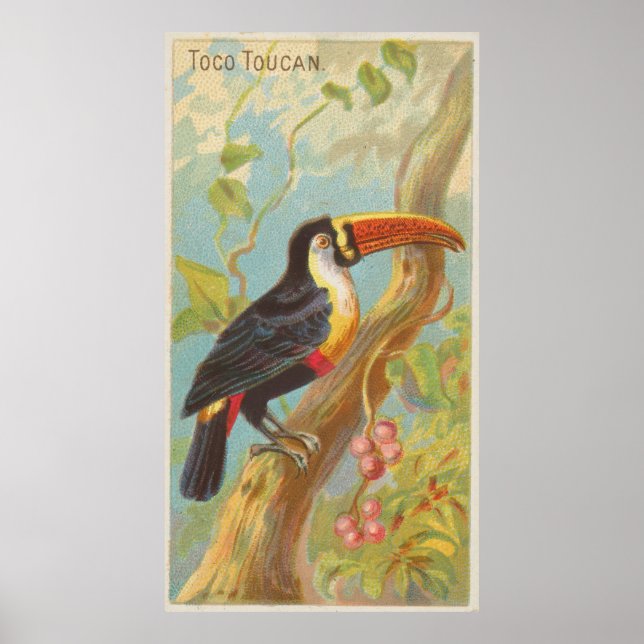 Vintage Illustration of a Toucan (1889) Poster (Front)