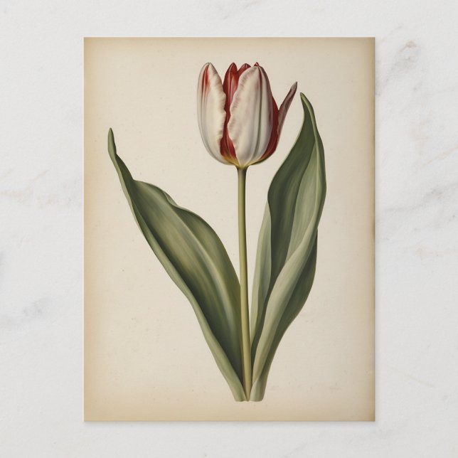 Vintage illustration of a tulip  postcard (Front)