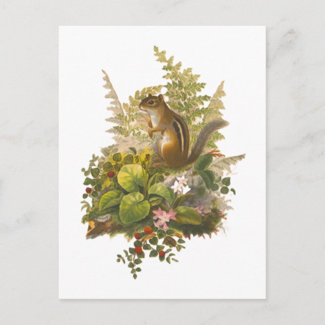 Vintage Illustration of an Adorable Chipmunk Postcard (Front)
