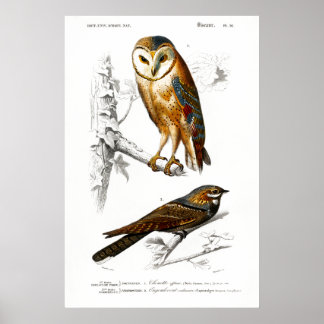 Vintage Illustration of birds Poster