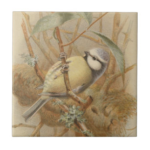 Vintage Illustration of Bluetit Ceramic Tile