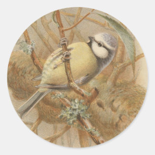 Vintage Illustration of Bluetit Classic Round Sticker