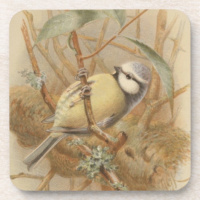 Vintage Illustration of Bluetit Coaster (Front)