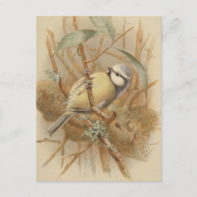 Vintage Illustration of Bluetit Postcard (Front)