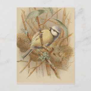 Vintage Illustration of Bluetit Postcard