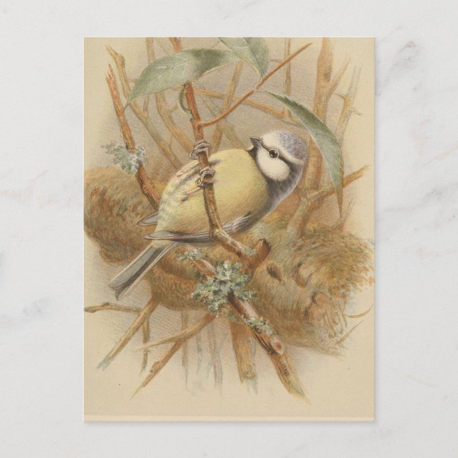 Vintage Illustration of Bluetit Postcard (Front)