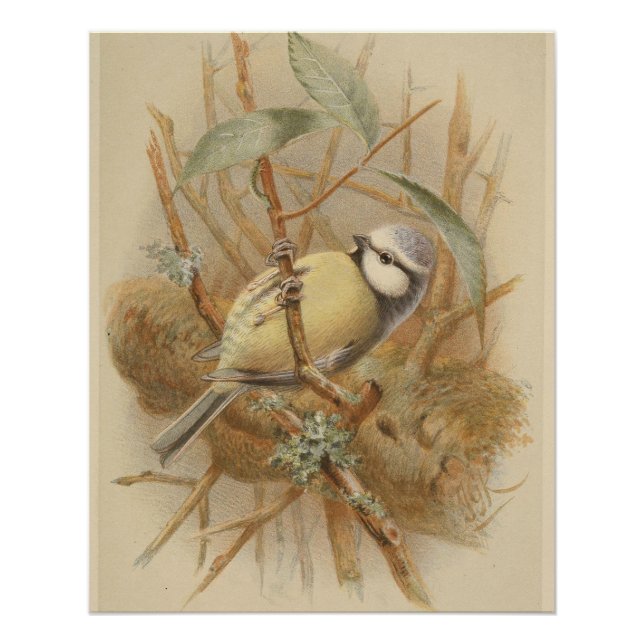 Vintage Illustration of Bluetit Poster (Front)