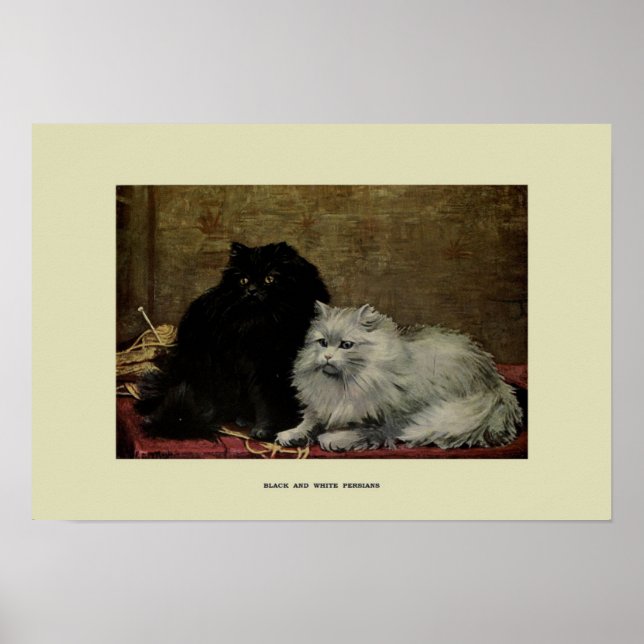 Vintage Illustration of Cats Poster (Front)