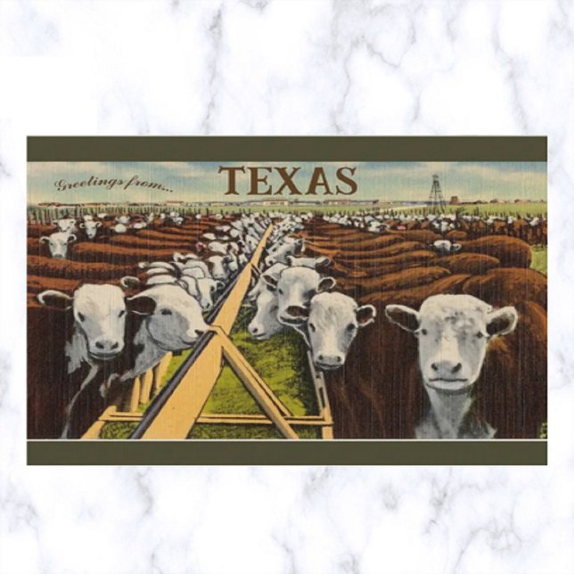 Vintage Illustration of Cattle in Midland Texas Postcard (Creator Uploaded)