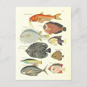 Vintage Illustration of Colourful Fish Postcard