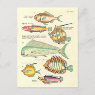 Vintage Illustration of Colourful Fish Postcard