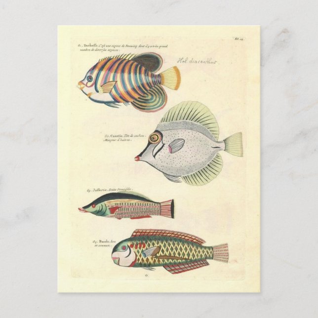 Vintage Illustration of Colourful Fish Postcard (Front)