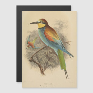 Vintage illustration of European Bee-Eater