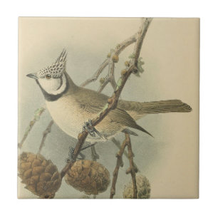 Vintage Illustration of European Crested Tit Ceramic Tile