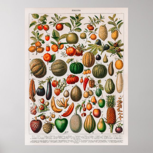 Vintage Illustration of Fruits and Vegetables Poster (Front)