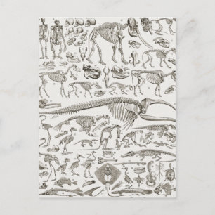 Vintage Illustration of Human & Animal Bones Postcard