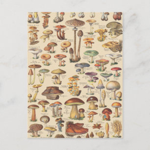 Vintage illustration of mushrooms postcard
