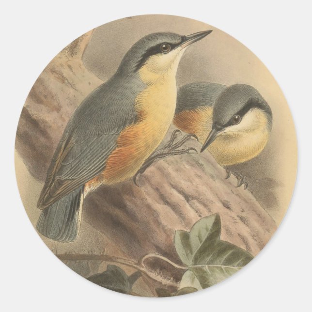 Vintage Illustration of Nuthatch Classic Round Sticker (Front)