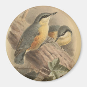 Vintage Illustration of Nuthatch Magnet