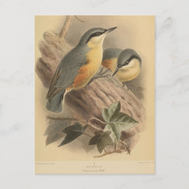 Vintage Illustration of Nuthatch Postcard (Front)
