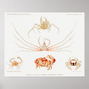 Vintage Illustration of shellfish Poster