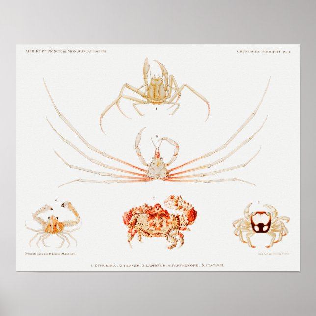 Vintage Illustration of shellfish Poster (Front)