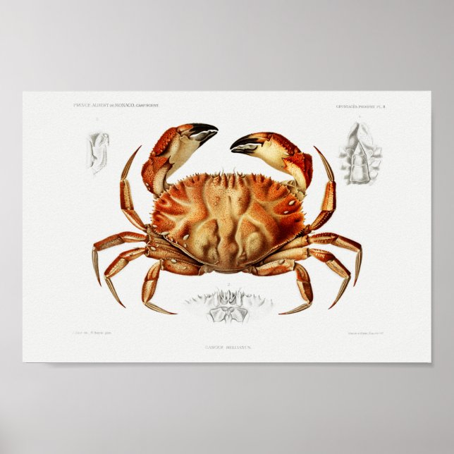 Vintage Illustration of shellfish Poster (Front)