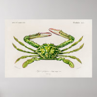 Vintage Illustration of shellfish